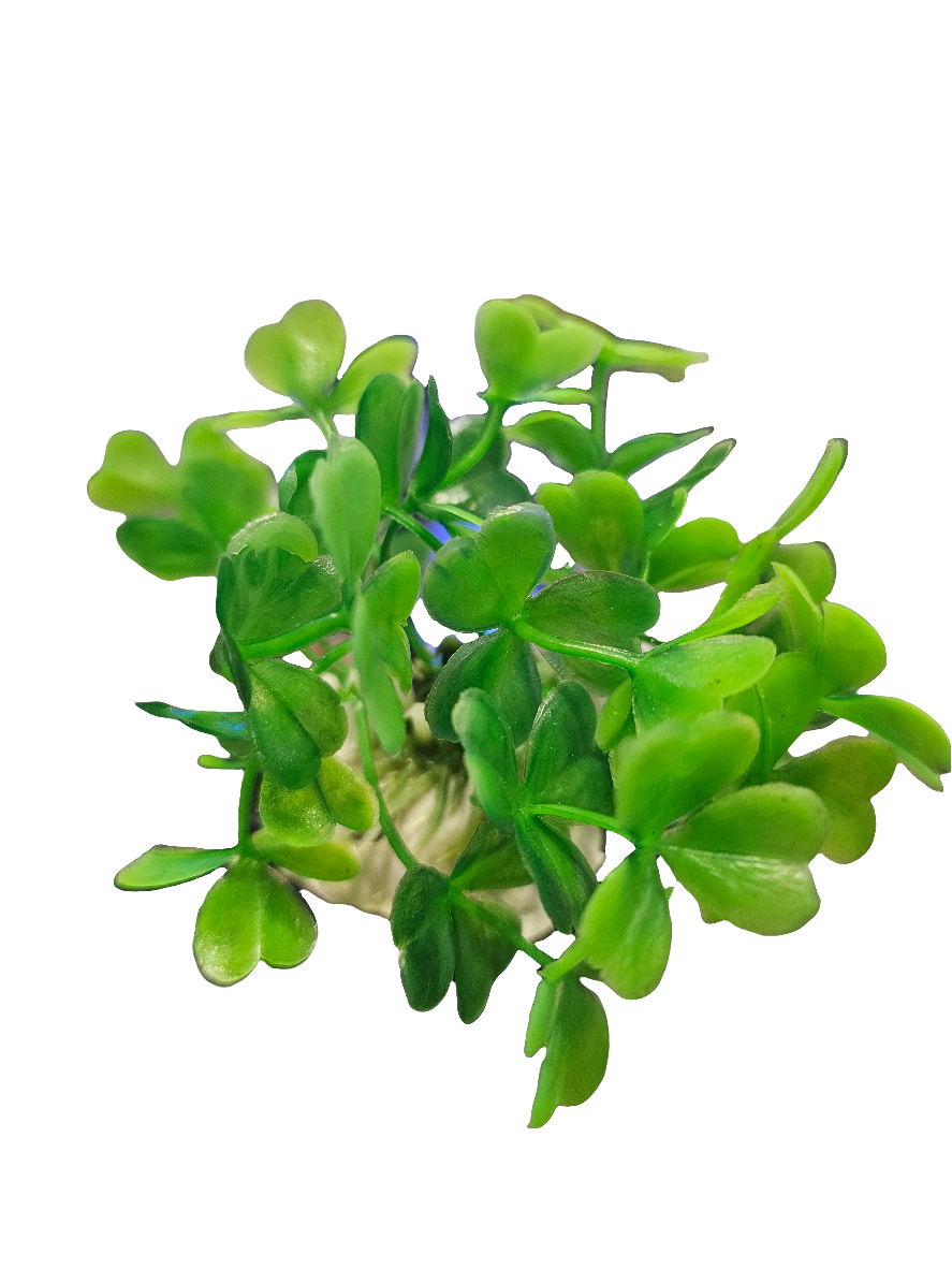 The Green Clover Betta Plant features a cluster of vibrant green succulent leaves that resemble a clover, sprouting from a small central base on a plain white background. Its densely packed and glossy textured leaves make it ideal for small aquariums or betta tanks due to its lush appearance.