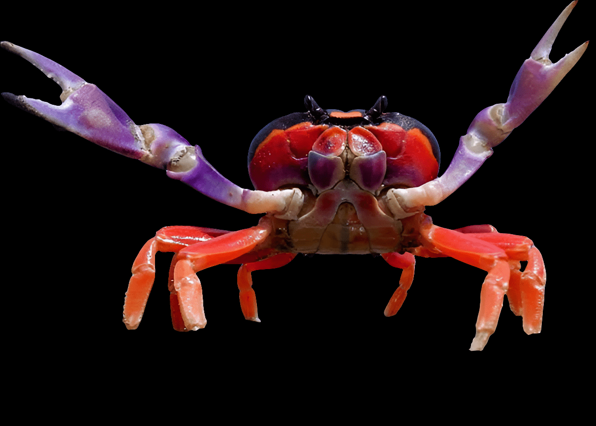 Set against a plain black background, the Halloween Moon Crab - Gecarcinus lateralis displays its vibrant red, purple, and orange hues, evoking the allure of tropical climates as it dramatically raises its claws.