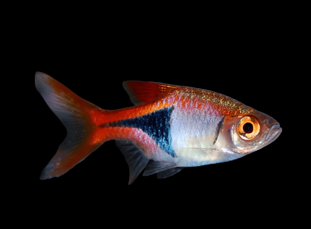 Experience the striking contrast of the Harlequin Rasbora against a black background, featuring its orange head and tail, silver body, distinctive blue-black patch along its sides, and vivid yellow eye.