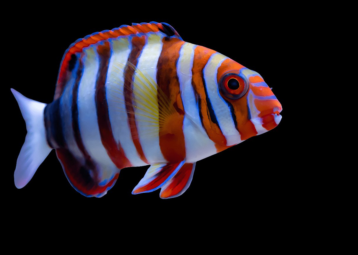 A Harlequin Tusk (Choerodon fasciatus), a vibrant tropical fish with eye-catching orange, blue, and white stripes, swims against a dark backdrop. With its prominent eyes and flowing fins, this carnivorous and reef-compatible species requires at least a 125-gallon tank.