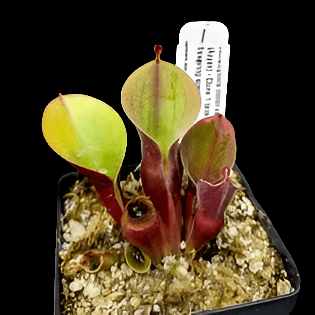 A close-up image of the Heliamphora Minor Var Pilosa (Auyan), a small carnivorous plant with striking blood red and green leaves, shows it thriving in a pot of soil. In the background, a white label is visible, drawing attention to its distinctive hairy pitchers.