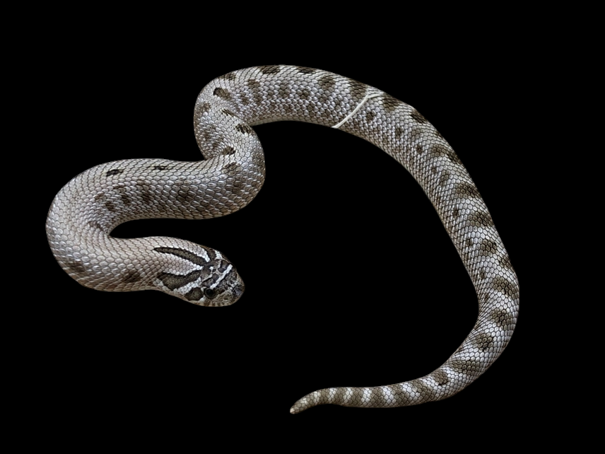 An Arctic Morph Hognose Snake (Heterodon nasicus) with intricate scales and patterns is coiled on a black background, showcasing its distinctive markings. The snakes head is slightly turned, displaying its forked tongue.