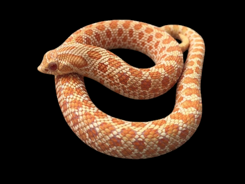 An Albino Het. Axanthic Western Hognose snake with distinct scales is coiled on a black background.