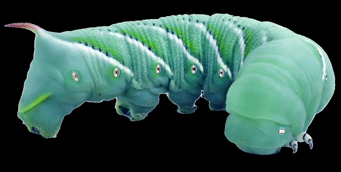 Close-up of the Hornworm - Single Worm, showcasing its large green body with textured segments and tiny spots. It has a slightly curved shape and a pink horn at its rear end, set against a plain background.