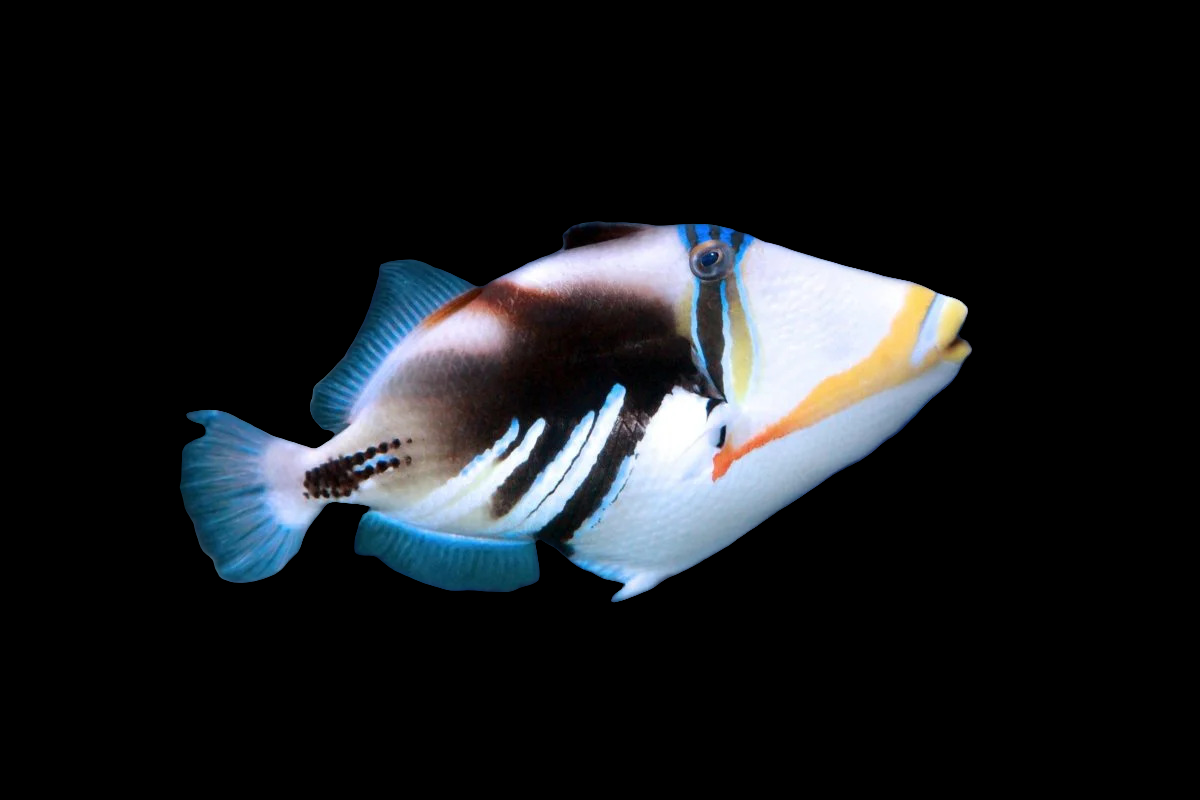 Humu Humu Trigger (Rhinecanthus rectangulus) - Live Hawaiian State Fish ...