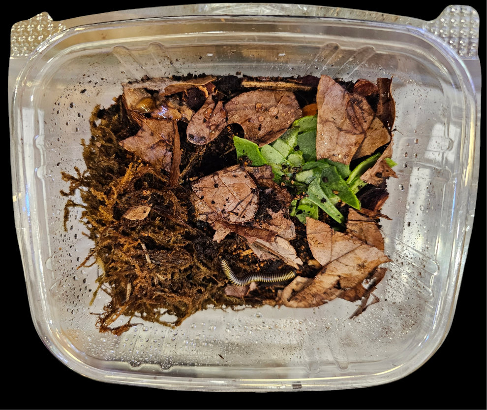 A clear plastic container holds leafy plant debris and soil, perfect for the Bumblebee Millipede Florida–Anadenobolus monilicornis. A small black and white millipede is coiled in the corner with moisture beads creating an ideal mini ecosystem.