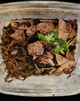 A clear plastic container holds leafy plant debris and soil, perfect for the Bumblebee Millipede Florida–Anadenobolus monilicornis. A small black and white millipede is coiled in the corner with moisture beads creating an ideal mini ecosystem.