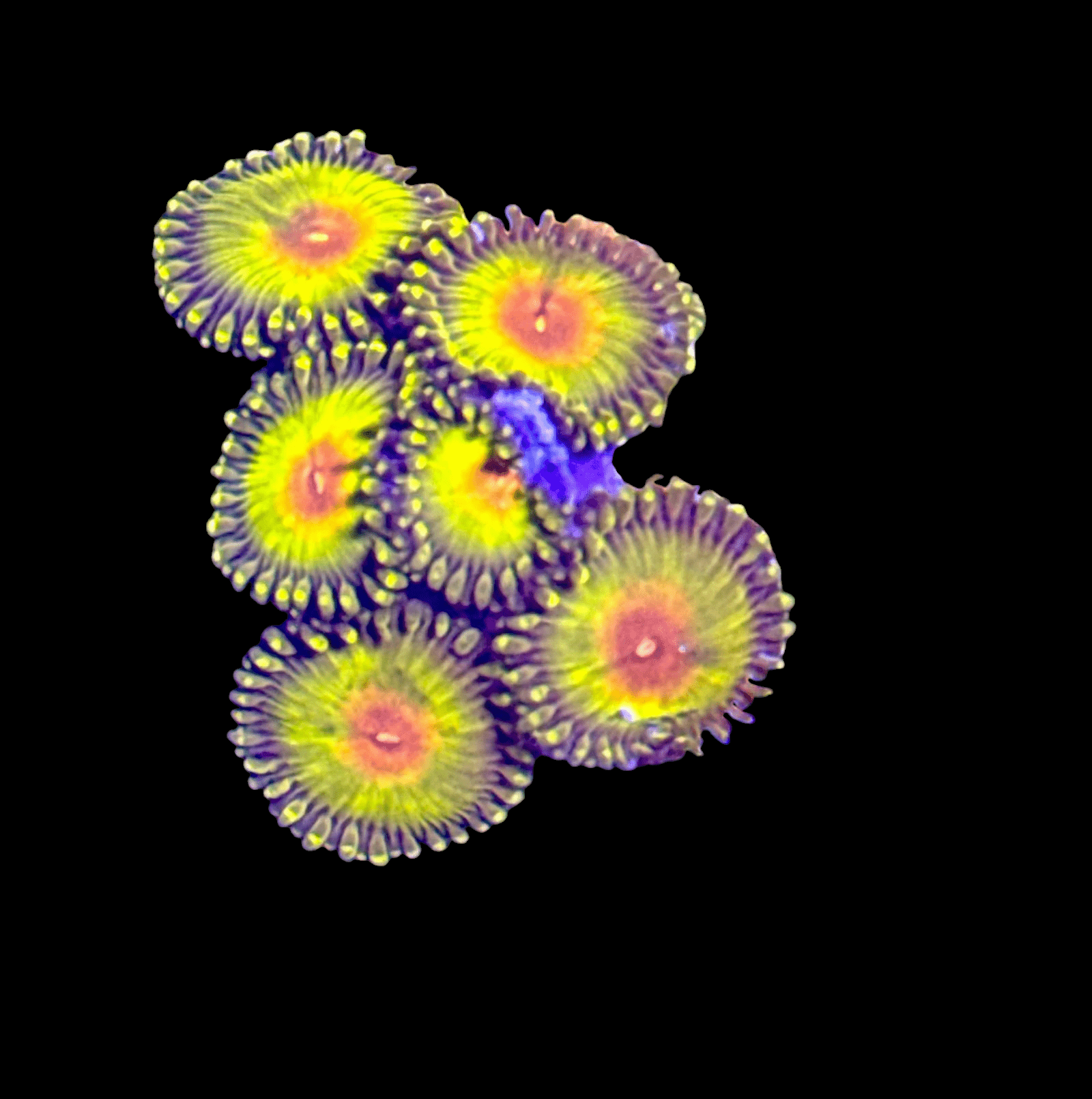 The Impasta Zoanthids display a striking arrangement of brightly colored coral polyps set against a black backdrop, showcasing circular patterns with neon yellow and pink centers accented by light green and blue fringes.