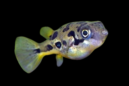 A close-up of the Indian Dwarf Pea Puffer (Carinotetraodon travancoricus), showcasing its vibrant yellow and black markings against a black background, with prominent round eyes and a slightly open mouth.