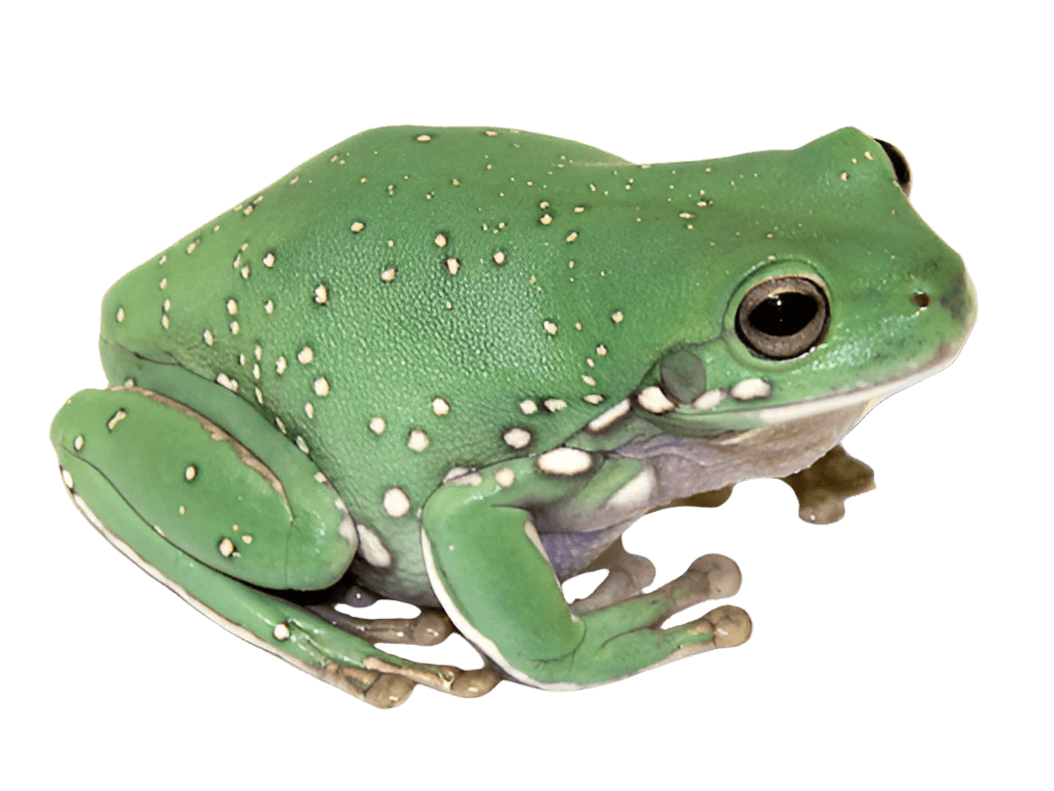 An Indonesian Whites Tree Frog LRG, scientifically known as Litoria caerulea, with green coloring and white spots, sits on a surface. Its large, dark eyes and smooth skin are clearly visible.