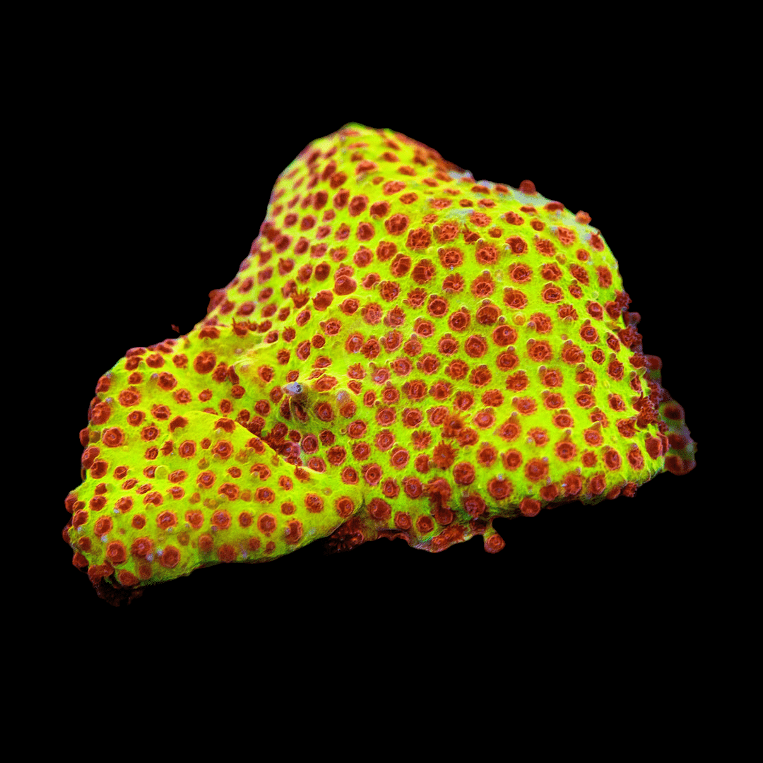 Close-up of the JF Burning Banana Stylocoeniella, showcasing its bright yellow coral with red, polyp-like bumps against a black background. The contrasting colors and textured surface create a striking and vibrant underwater appearance.