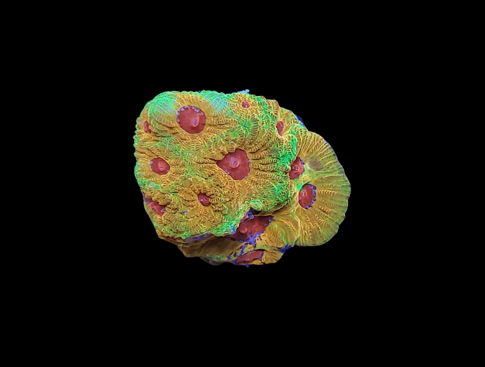 A vibrant JF Candy Corn Favia showcases multicolored coral with green, yellow, and red hues against a black background. It features distinctive circular patterns and textures, resembling a living underwater organism.