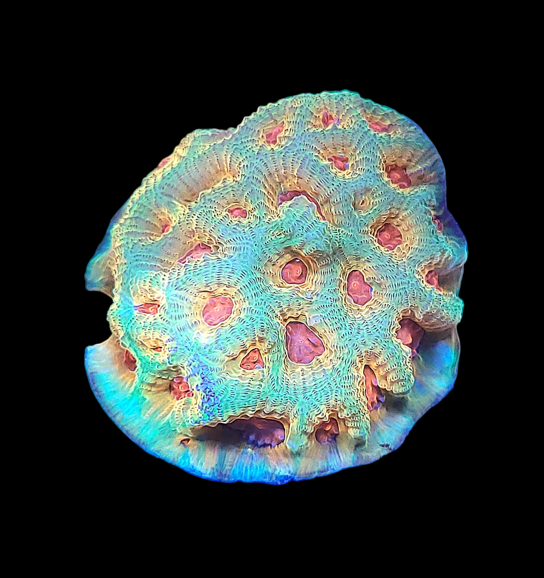 The JF Candy Corn Favia - WYSIWYG is a vibrant coral featuring green, blue, and pink hues on a black backdrop, highlighting its intricate texture and vivid glow.