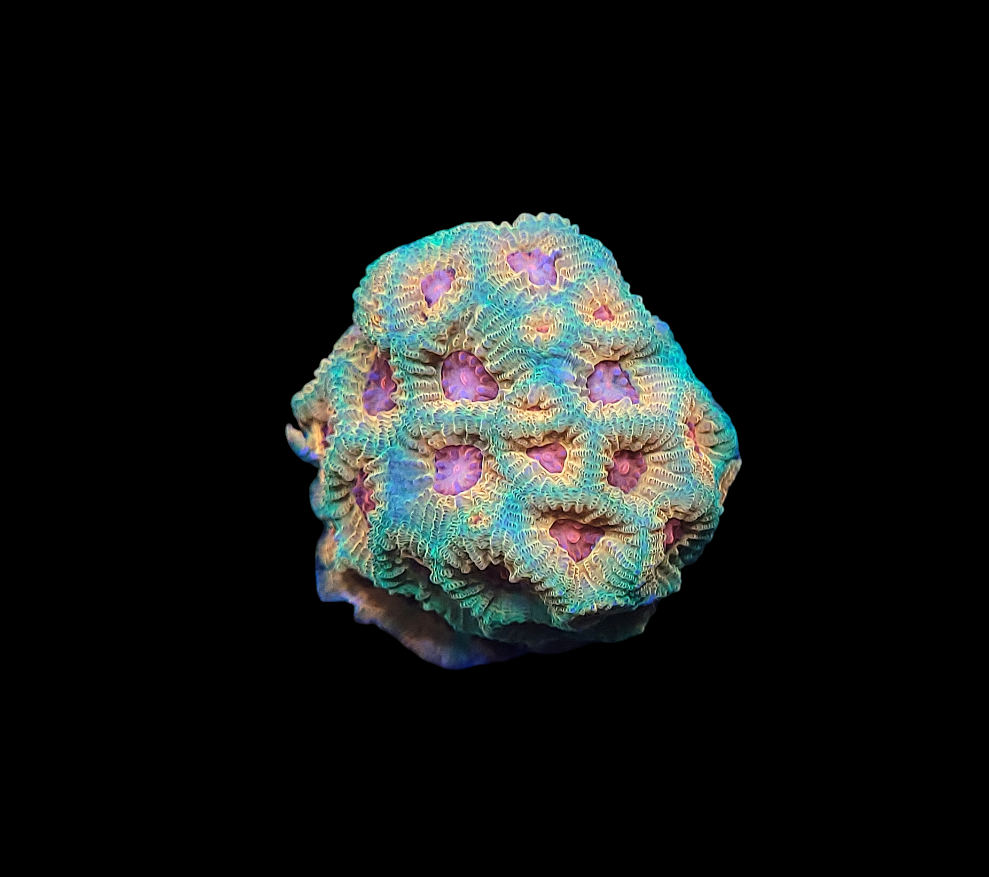 Close-up of JF Candy Corn Favia - WYSIWYG coral on black background, showcasing its textured surface with intricate patterns of purple centers surrounded by green and yellow hues, resembling a cluster of small polyps.