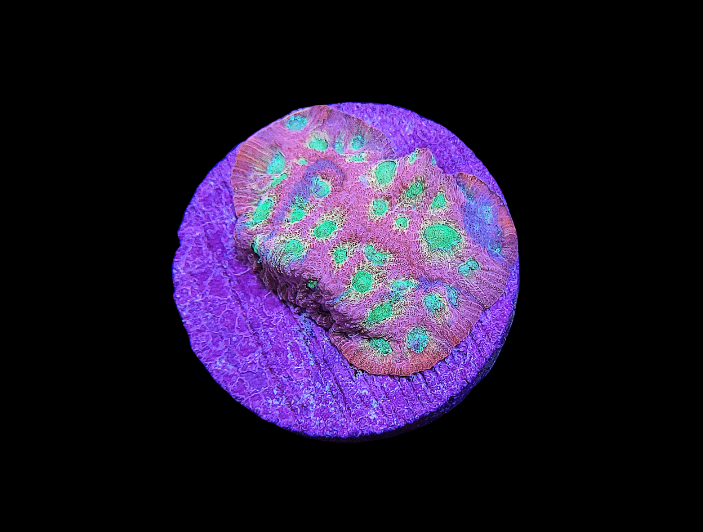 Close-up of the JF Dayglow Favia on a circular base. The coral showcases textured patterns in green and purple hues against a stark black background, emphasizing its vibrant details.