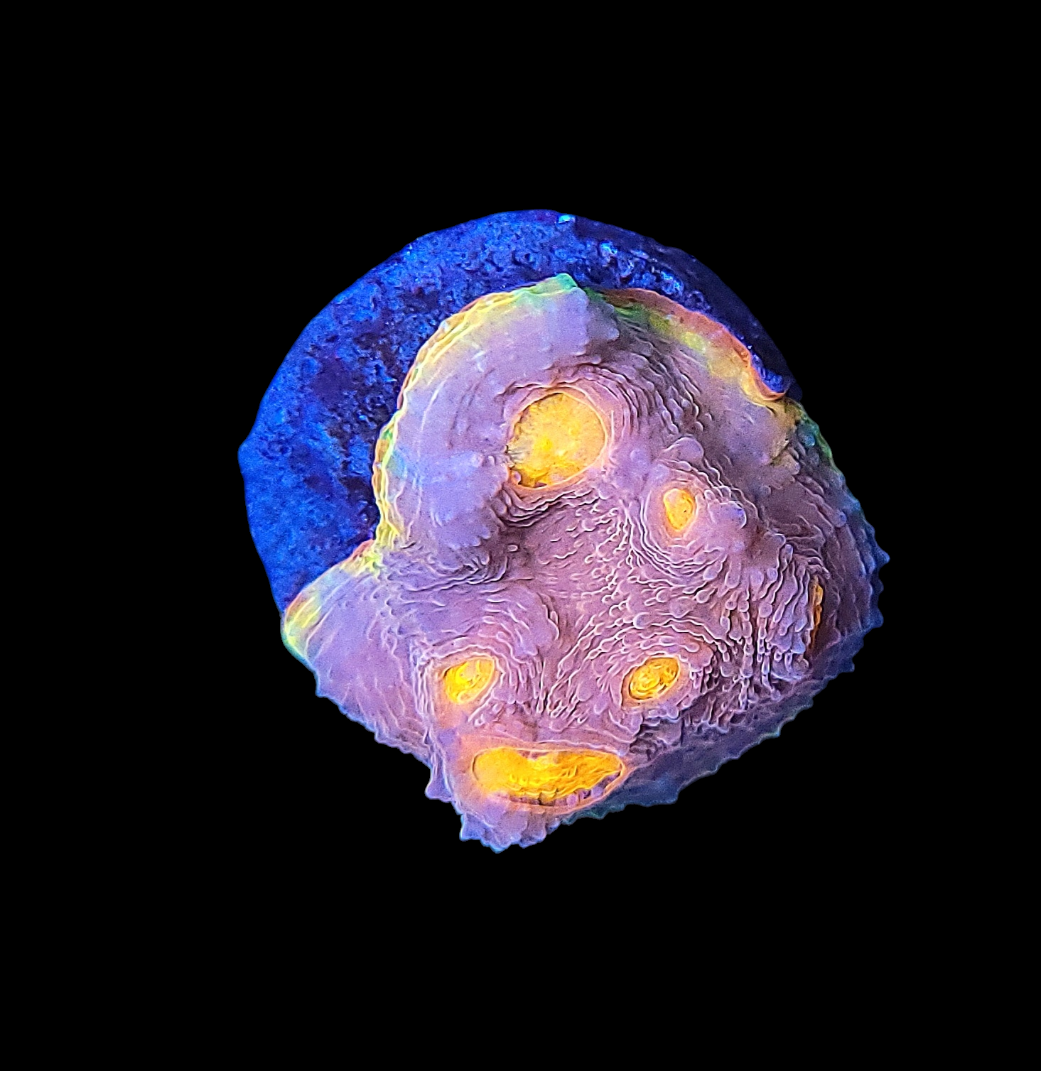 Close-up of the JF My Miami Chalice - WYSIWYG coral fragment against a black background, showcasing a textured surface with bright purple and yellow hues that form rounded, bulbous formations with glowing highlights.