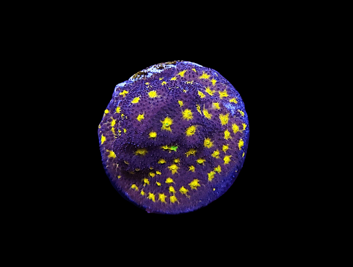 The JF Outer Space Psammacora is a vibrant coral with a circular shape, featuring a purple base adorned with bright yellow spots, all set against a solid black background.