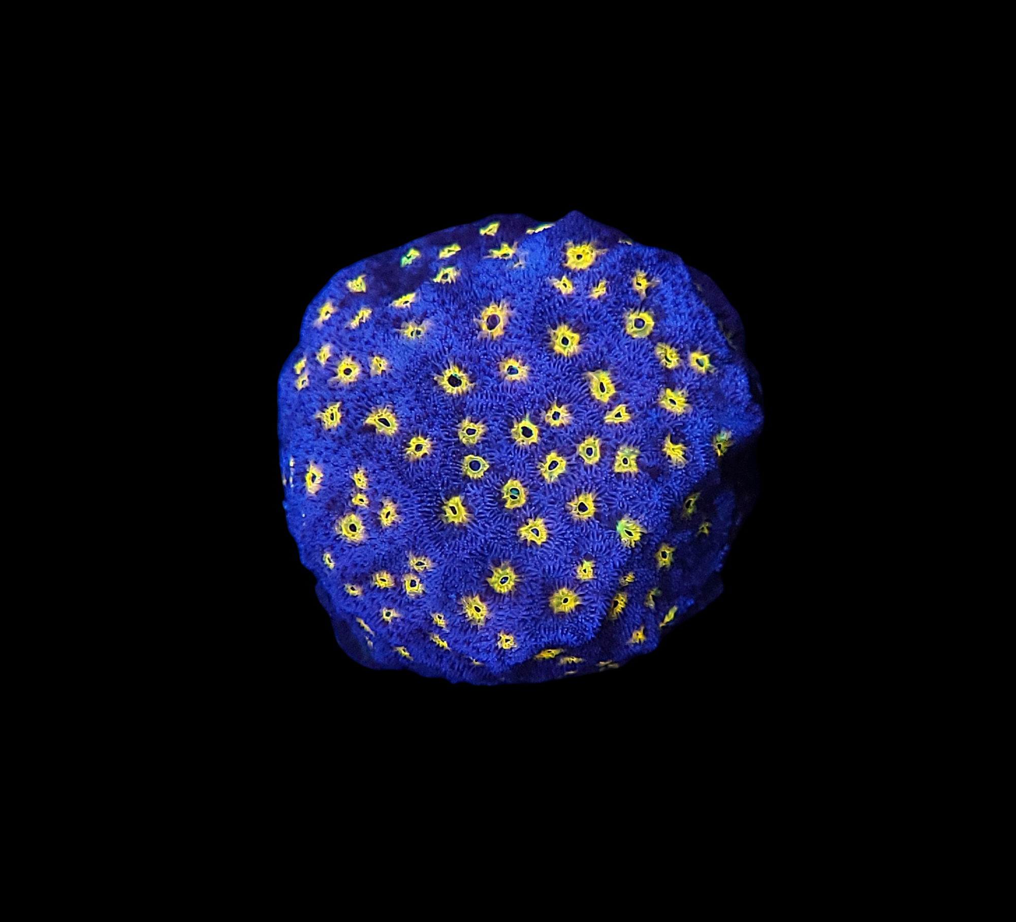 A close-up of the JF Outerspace Psammocora - WYSIWYG coral reveals its round shape and blue and yellow colors against a black background, showcasing a textured surface adorned with numerous small, flower-like patterns.