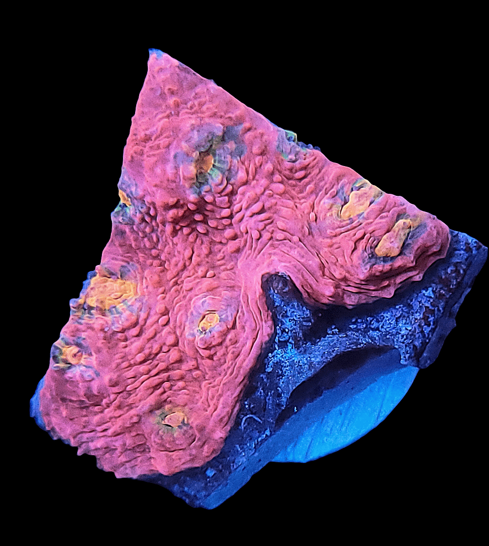 Close-up of a JF Pink Boobies Chalice coral fragment showcasing bright orange and pink hues with yellow-green accents, set against a solid black background. The texture is intricate, resembling a rocky or bumpy surface.