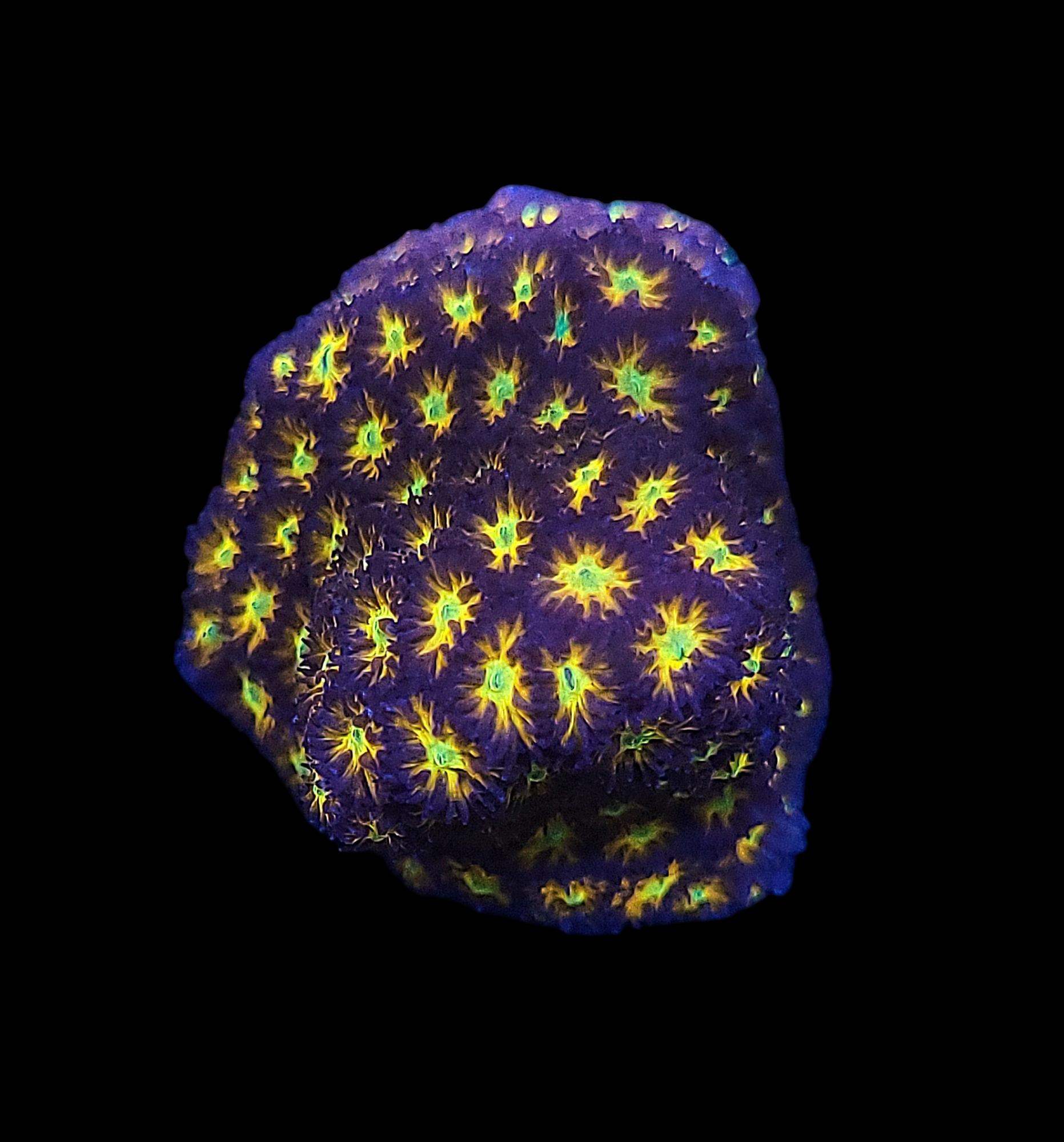 A close-up photo of the JF Spitfire Leptastrea - WYSIWYG coral against a black background, showcasing its vibrant blue, yellow, and green star-like patterns.