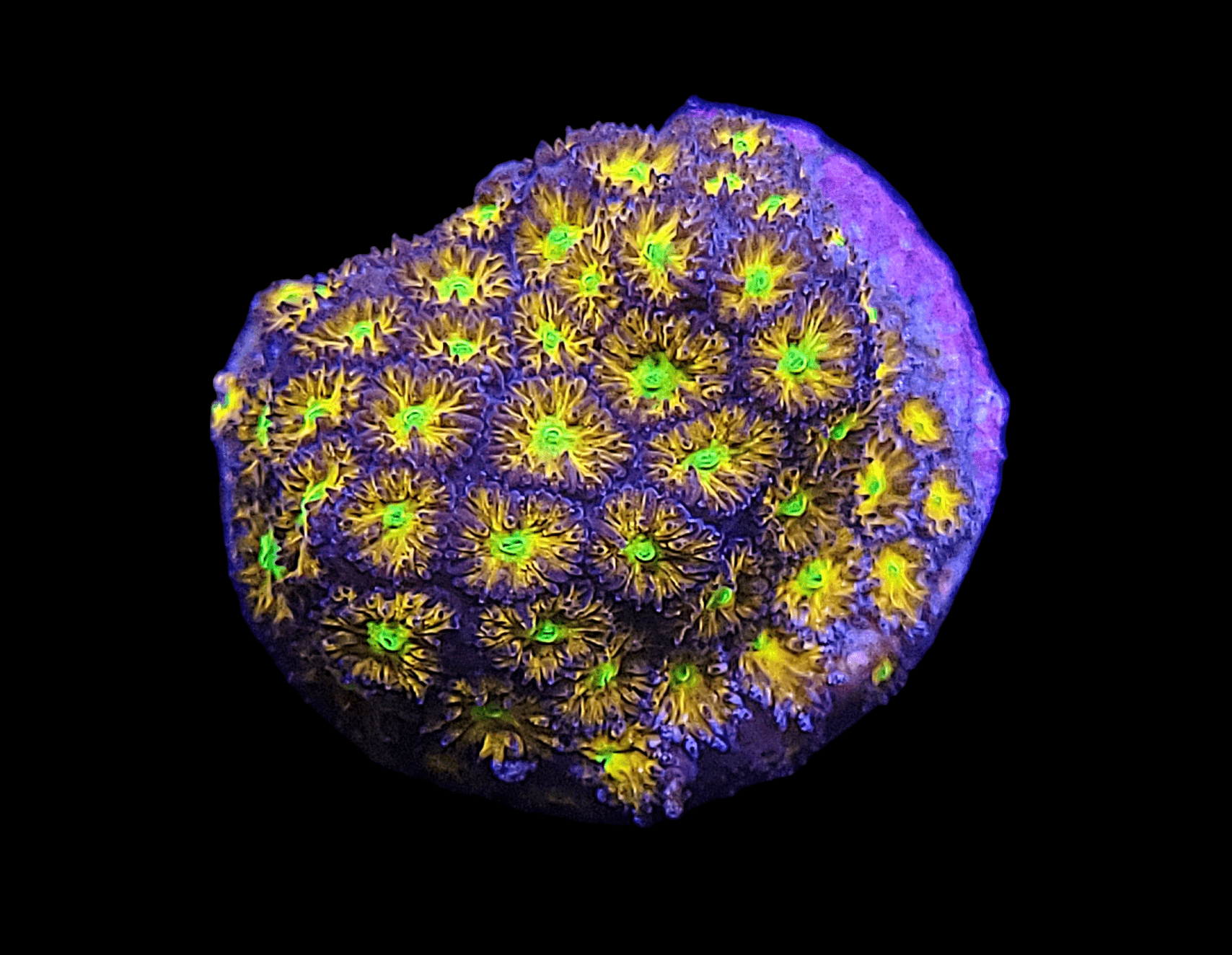 Close-up of the JF Spitfire Leptoastrea against a black background, featuring vivid yellow centers with purple edges, resembling small flowers.