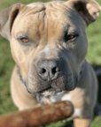Whole-Prey Ultra-Blend Jerky Links for Dogs