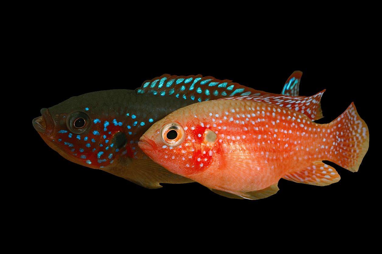 Two Hemichromis jewel cichlids swim against a black background, one showcasing a dark green body adorned with bright blue spots, while the other displays an orange-red hue with white spots.