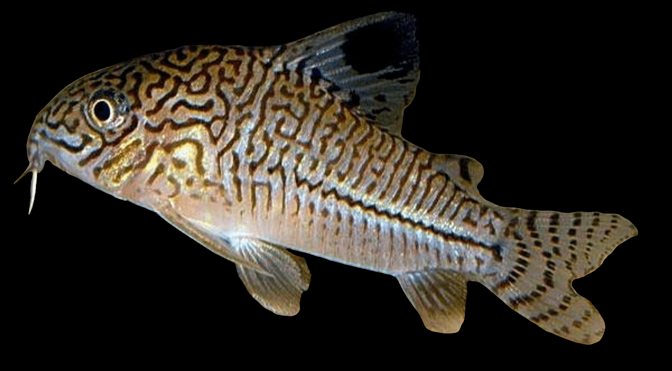 A Julii Cory Catfish, scientifically known as Corydoras Julii, featuring vibrant colors with detailed, maze-like patterns across its body. It has a long whisker-like barb near its mouth and a fin marked with a dark spot toward the back. The fish is showcased against a black background.