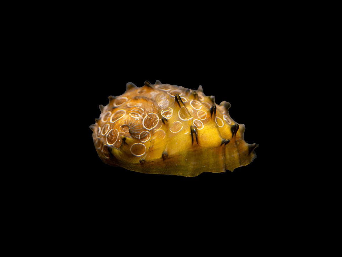 Close-up of the King Koopa Nerite Snail shell, displaying its small, spiky yellow and brown exterior with circular patterns, isolated against a black background.