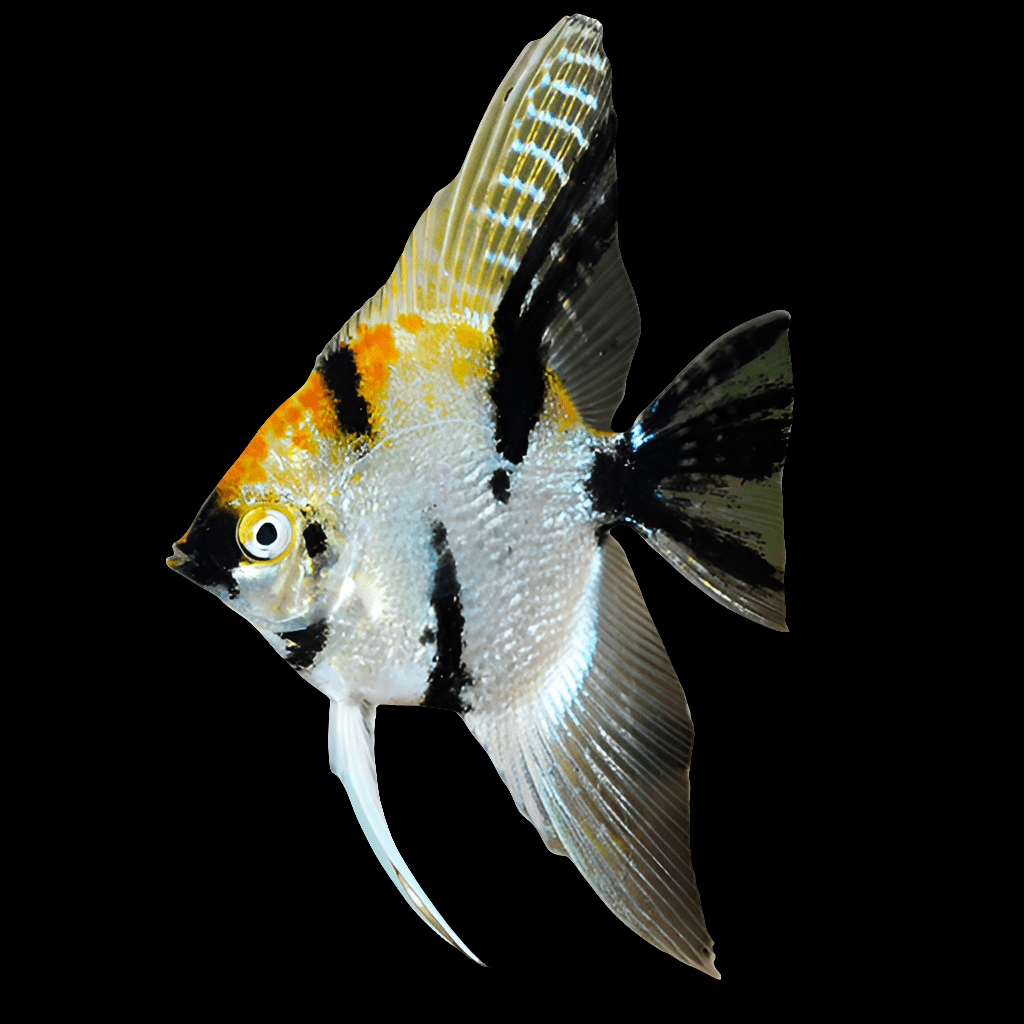 A Koi Angelfish, known scientifically as Pterophyllum scalare, with a silver body, black stripes, and orange markings swims elegantly against a black background. Its long, flowing fins enhance its graceful appearance.