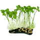 The Komodo - Realistic Sprouts Decor is an aquatic decoration featuring vibrant green leaves and white roots with pebbles at the base, along with long stems that enhance its realistic appearance.