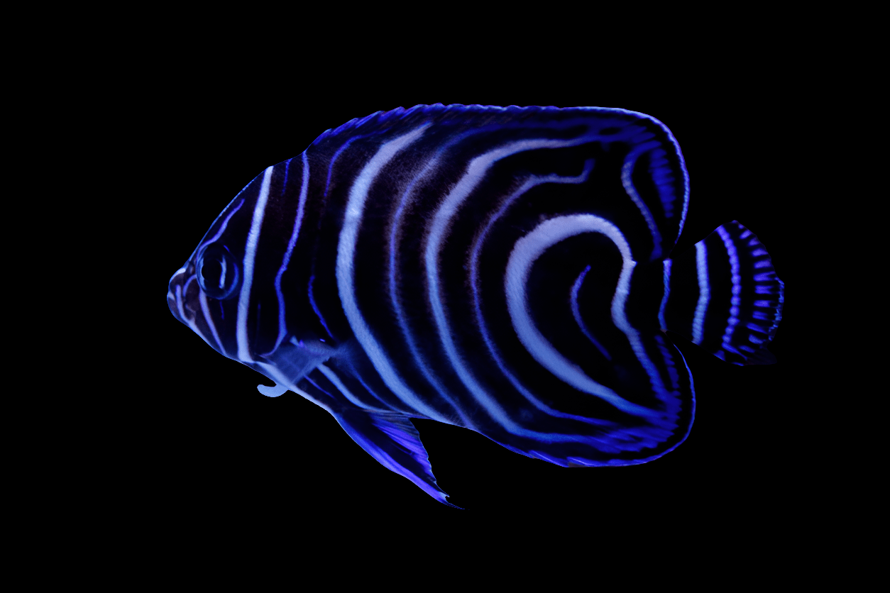 A Koran Angel - Pomacanthus Semicirculatus, featuring vivid neon blue and black stripes, swims gracefully against a solid black background. Its bright, flowing fins and distinctive pattern emphasize its elegant, tropical appearance.