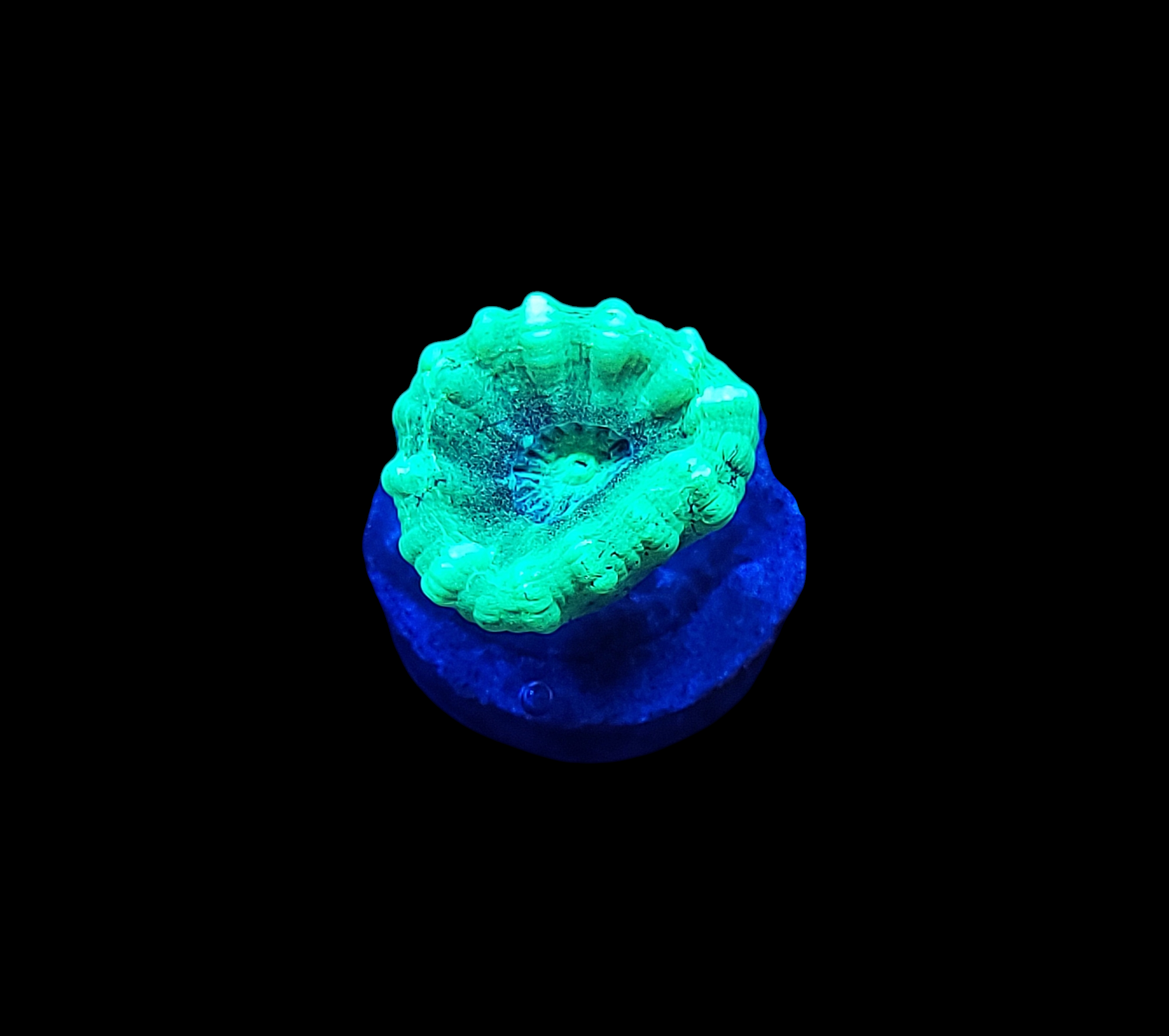 The Kryptonite Candy Cane - WYSIWYG features a neon green coral with wavy edges on a circular blue base, vividly highlighted against a black background.