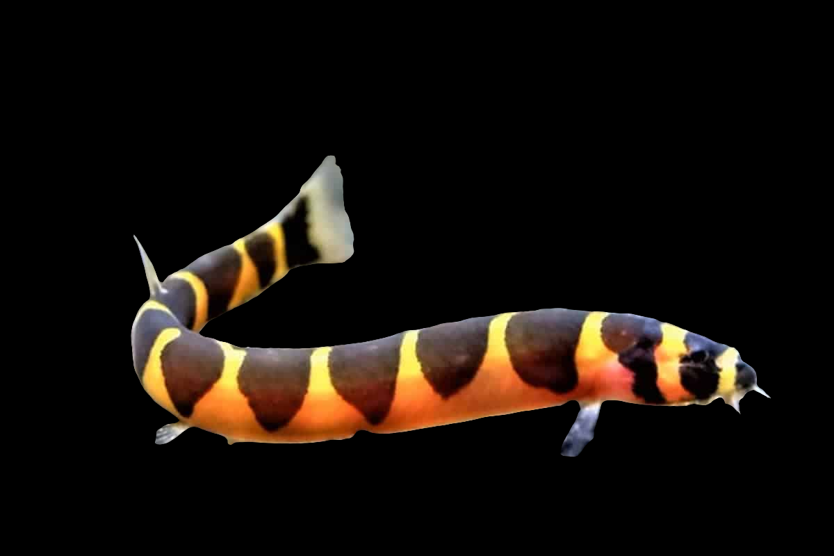 A Kuhli Giant Loach (Pangio kuhlii) fish with an elongated body featuring alternating black and orange bands.