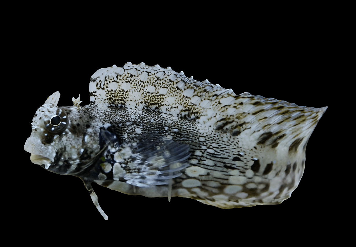 A close-up of a Lawnmower Blenny, a small fish with intricate black and white patterns. It features large dorsal fins and textured scales set against a solid black background.