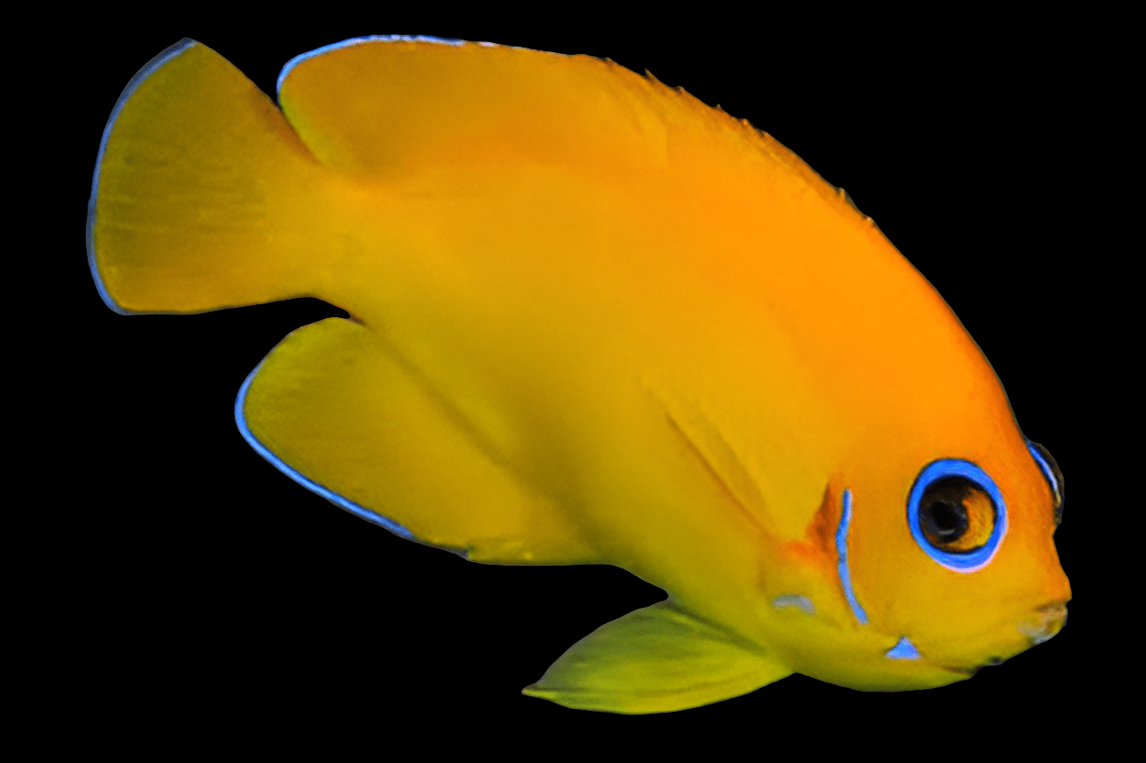 The Lemon Peel Angel, or Centropyge Flavissimus, a vibrant member of the Pomacanthidae family, exhibits bright orange and yellow hues complemented by stunning blue accents around its eyes and fins. It glides gracefully against a solid black background, embodying the beauty of reef-compatible marine life.