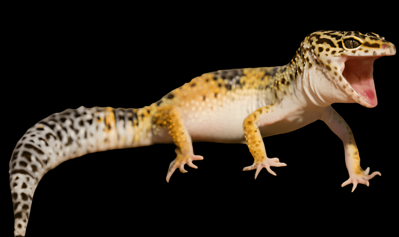 A Leopard Gecko - 100% Het Rainwater Albino Eclipse (Eublepharis macularius) with yellow and black spotted skin opens its mouth wide, revealing its pink tongue against a stark black background. Its long, curved tail displays a striking white color with dark spots.