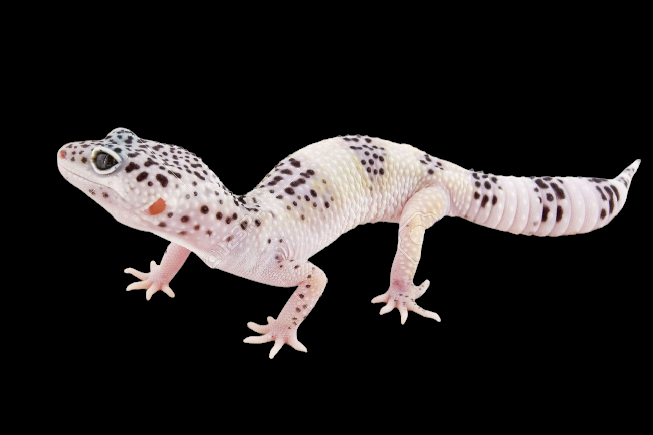 A Leopard Gecko - Albino Mack Snow (Eublepharis macularius) with pale pink and white skin dotted with black spots stands on all fours against a black background, showing its small toes and textured tail.