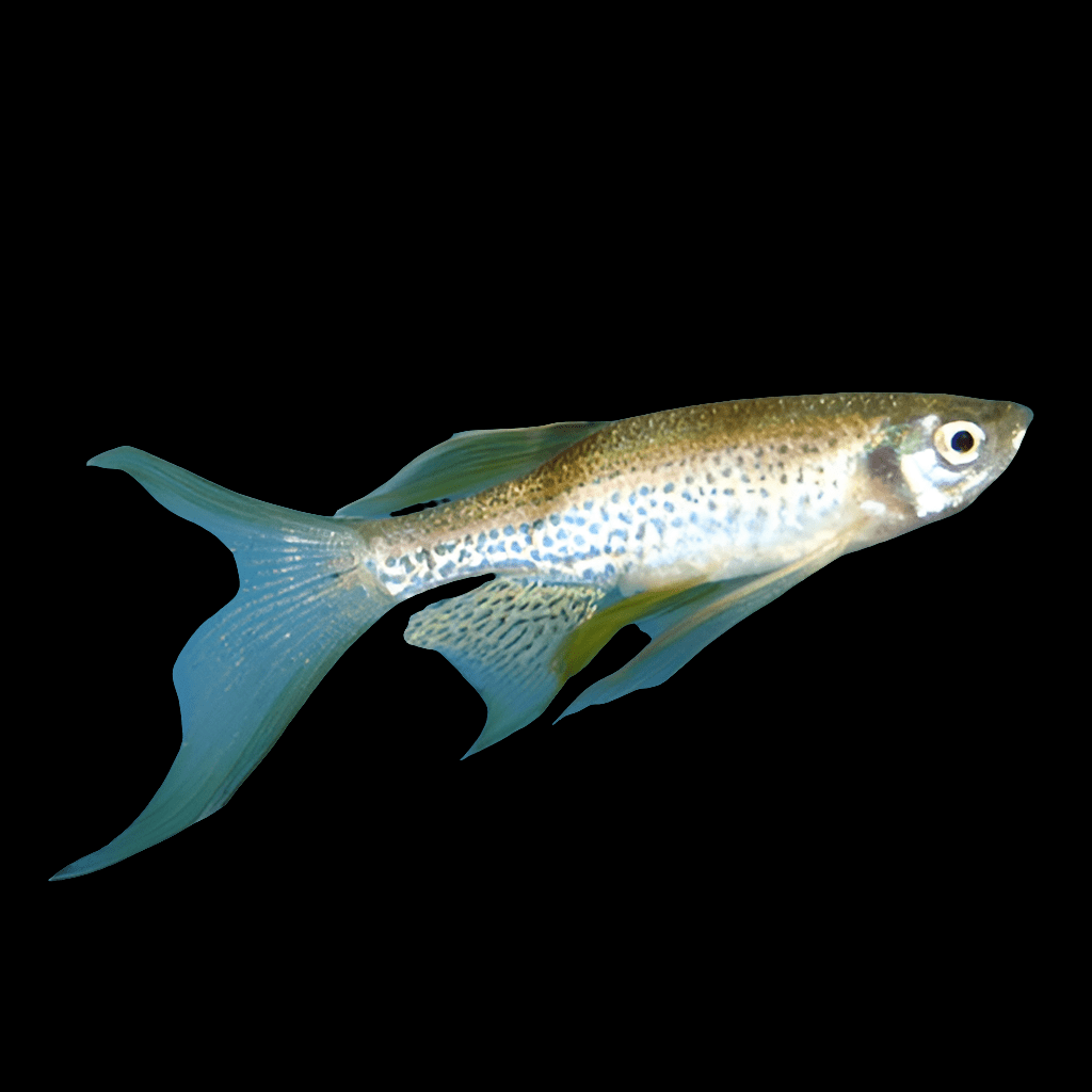 A Leopard Longfin Danio - Brachydanio Rerio, a small, colorful fish with a shimmering dotted pattern on its body and delicate, elongated fins, swims against a black background.