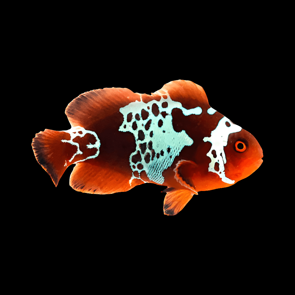 A Lightning Maroon Clownfish, also known as Premnas biaculeatus, with vivid orange and white markings swims against a plain black background, its striking patterns and colors standing out prominently.