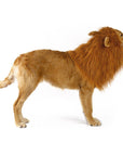 Lion Theme Dog Wig