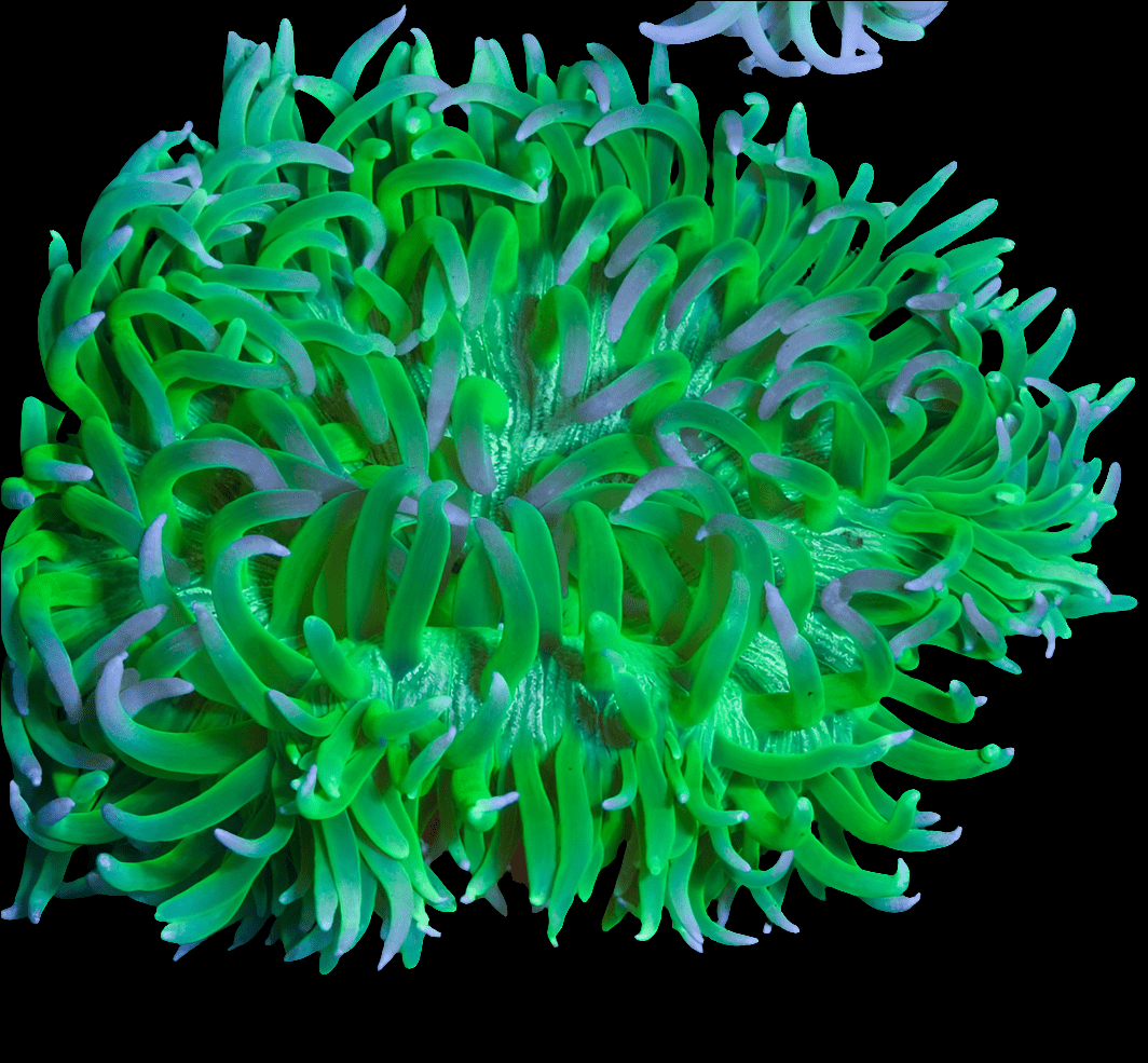 A vivid Long Tentacle Anemone - Macrodactyla doreensis, featuring wavy tentacles against a black backdrop. The tentacles, which have subtle purple tips, offer a striking contrast to the bright green base, rendering it exceptionally reef compatible.