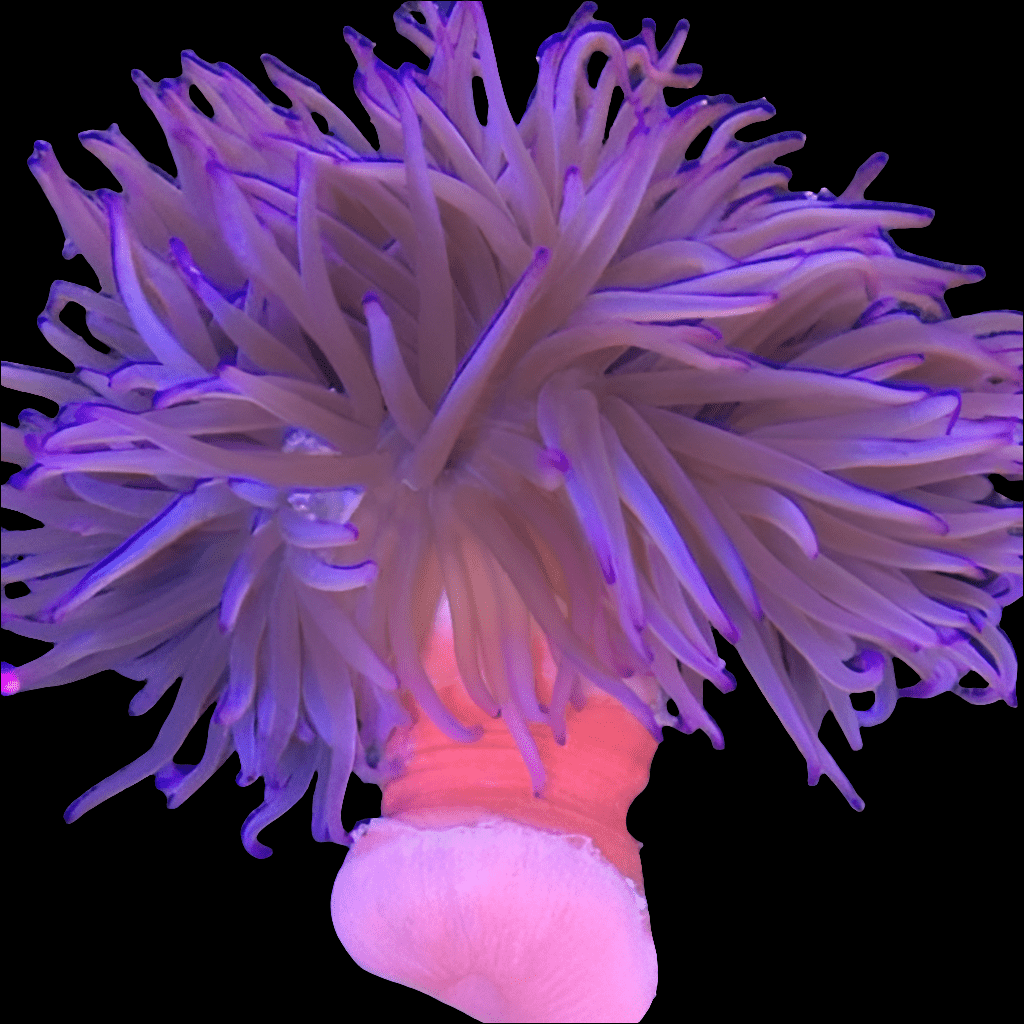 A captivating Macrodactyla doreensis, commonly known as Long Tentacle Anemone, featuring vibrant purple tentacles and a pinkish base against a black background. The soft, wavy tentacles lend an intricate and delicate appearance, ideal for reef-compatible settings.