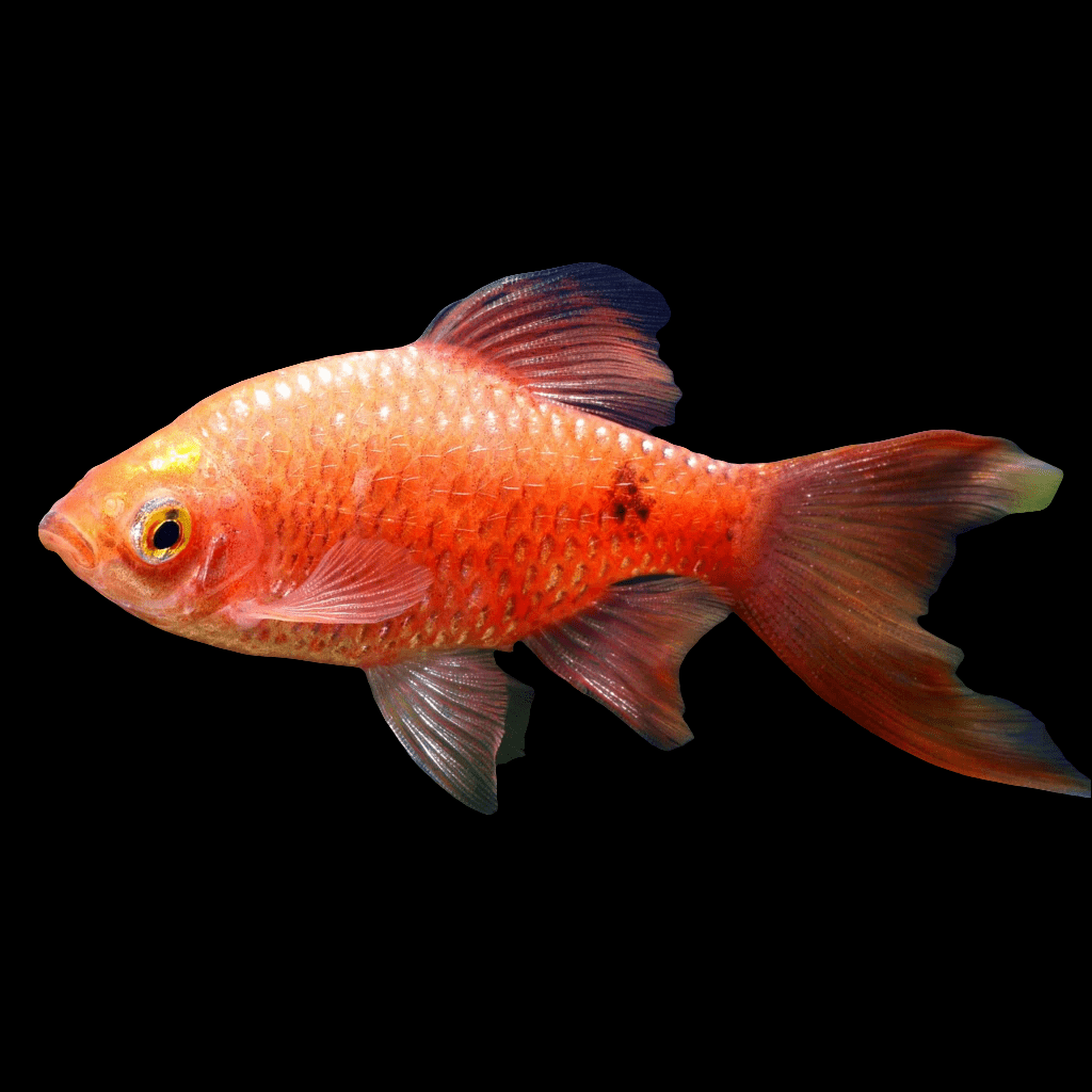 A Longfin Rosy Barb - Pethia Conchonius, with its vibrant orange hue and elegant, flowing fins, swims against a solid black background, highlighting its vivid coloration and intricate scales.