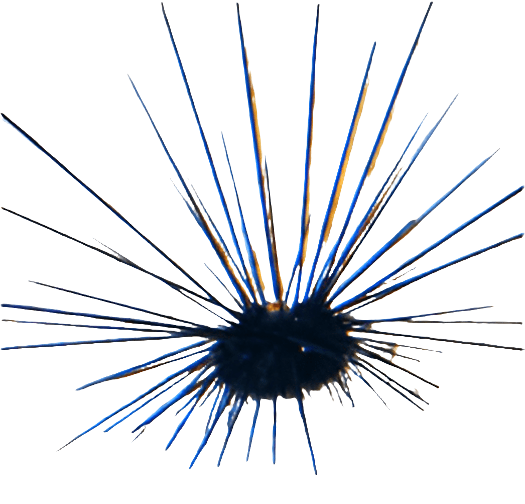 A Longspine Urchin, Black - Diadema setosum with elongated, sharp black spines projecting from its spherical body, displayed on a white background.