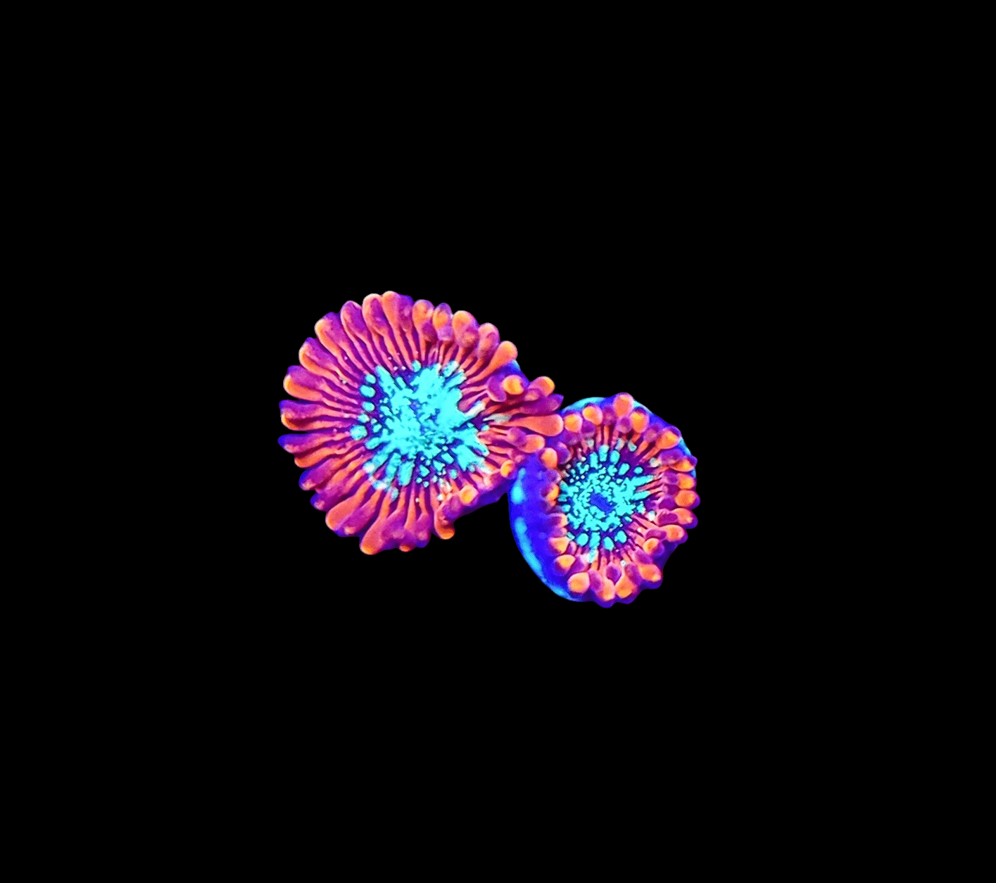 Close-up of two vibrant, colorful Magician Zoanthids against a black background. The zoanthids feature bright blue centers encircled by pink and orange tentacles, resembling flowers.