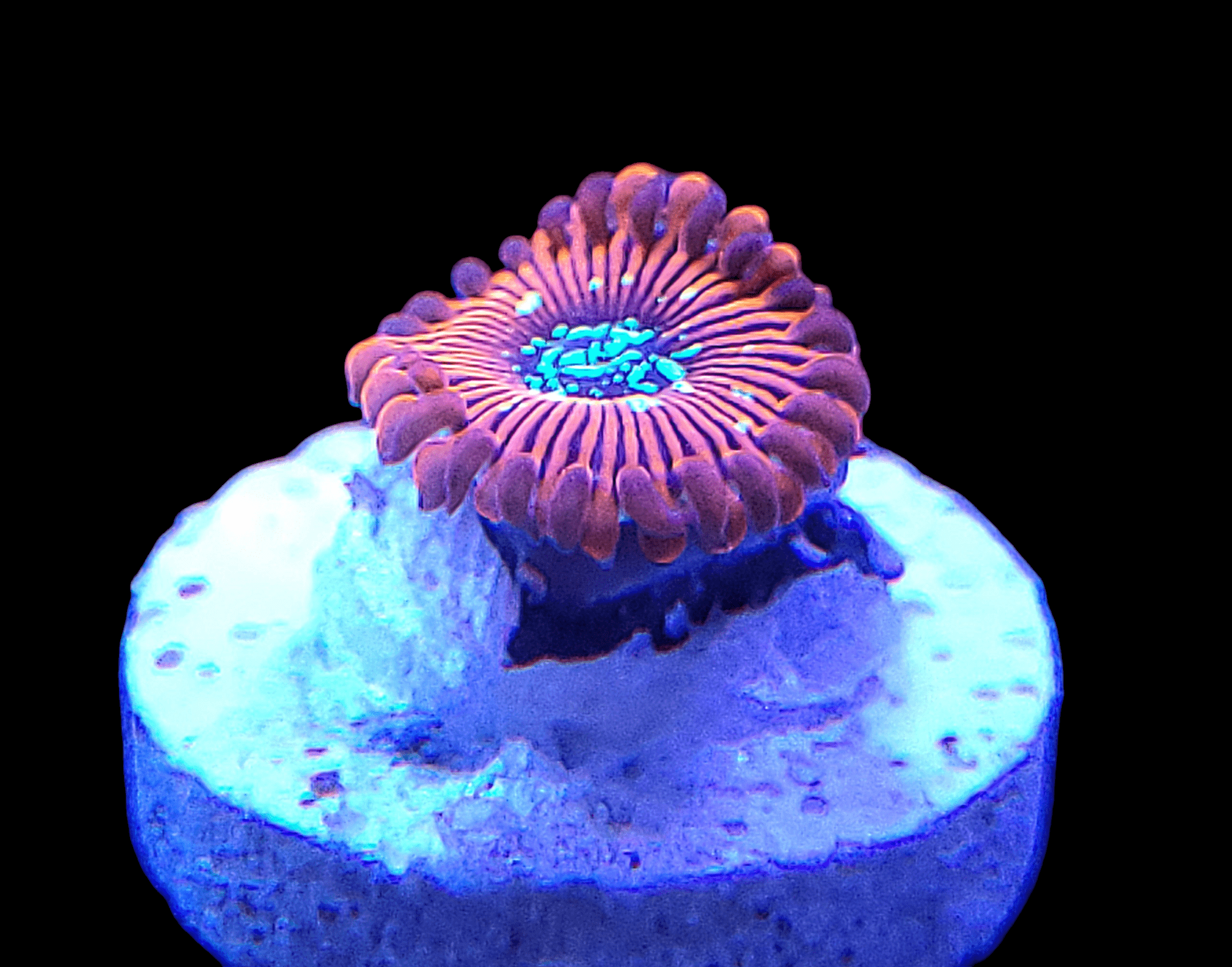 Close-up of the Magician Zoanthids coral under blue lighting on a small rock. This coral displays vivid orange, blue, and green hues in a circular, petal-like arrangement. The black background beautifully enhances its vibrant colors.