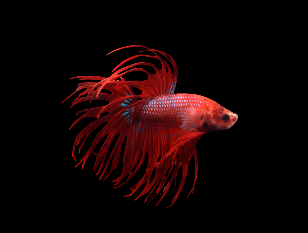 A vibrant red Male - Crowntail Betta with flowing fins swims against a black background, showcasing its intricate fin patterns and shimmering scales.