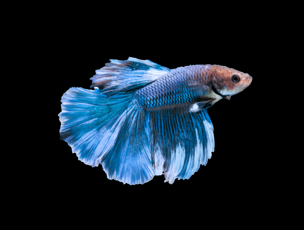 A vibrant Male Half-Moon Blue Betta with flowing blue and white fins swims against a black background.