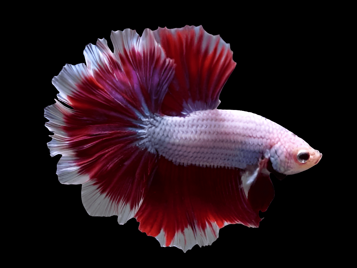 A vibrant Male Rosetail Betta with a white body and striking red and purple fins set against a black background, showcasing its elegant and flowing fin structures.